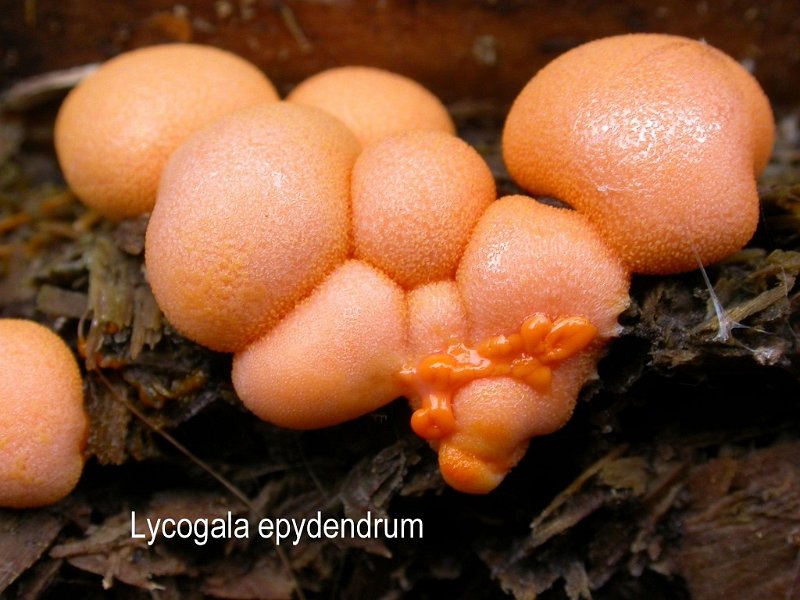Lycogala epidendrum-amf1251-1.jpg - Lycogala epidendrum ; Syn1: Lycoperdon epidendrum ; Syn2: Lycogala nigricans ; Nom français: Lycogale du bois